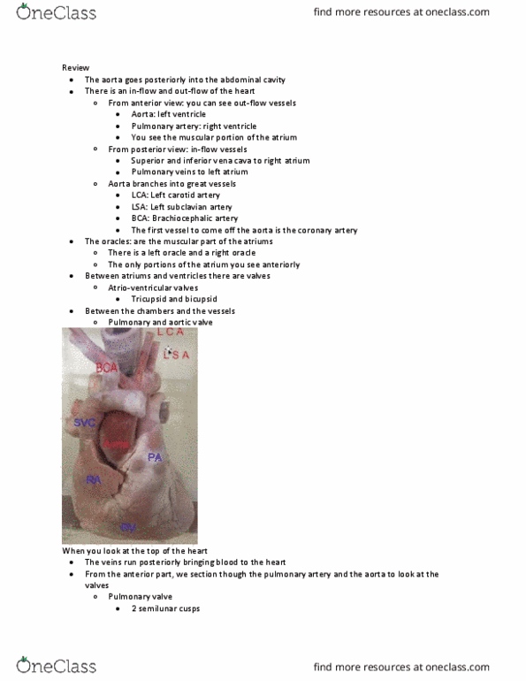 ANAT 214 Lecture Notes - Lecture 7: Posterior Interventricular Artery, Coronary Sinus, Diastole thumbnail