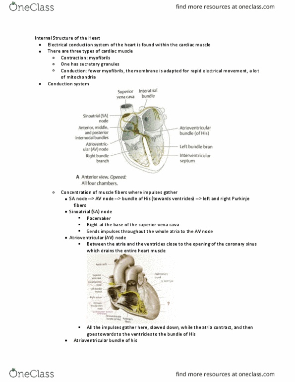 ANAT 214 Lecture Notes - Lecture 9: Ductus Arteriosus, Circulatory System, Heart Sounds thumbnail