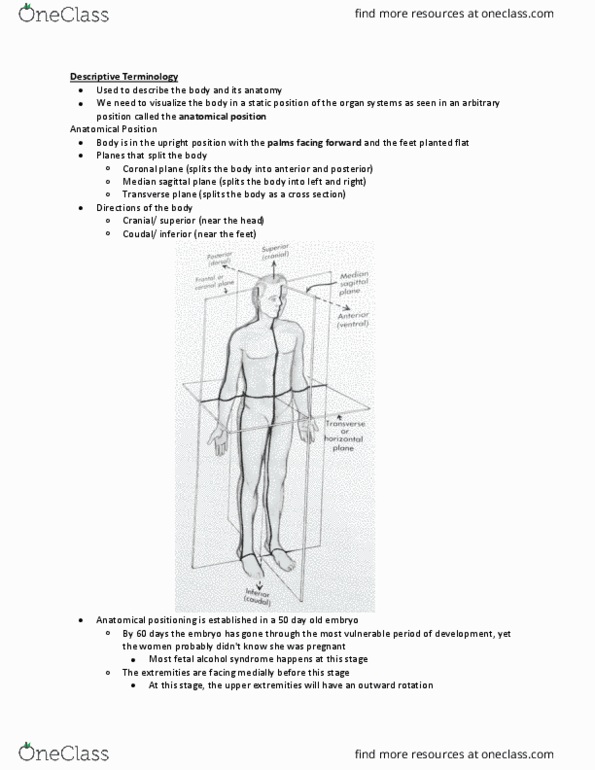 ANAT 214 Lecture Notes - Lecture 2: Thoracic Cavity, Elastic Fiber, Mammary Gland thumbnail