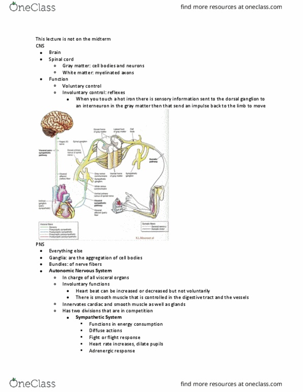 ANAT 214 Lecture Notes - Lecture 11: Swiss Roll, List Of Lumbar Nerves, Postganglionic Nerve Fibers thumbnail