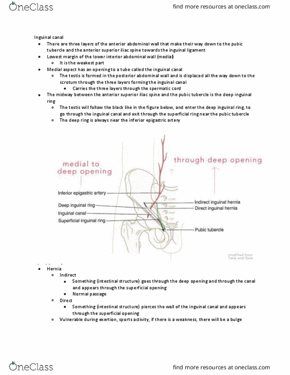 ANAT 214 Lecture Notes - Lecture 13: Esophagus, Superior Mesenteric Artery, Splanchnic thumbnail