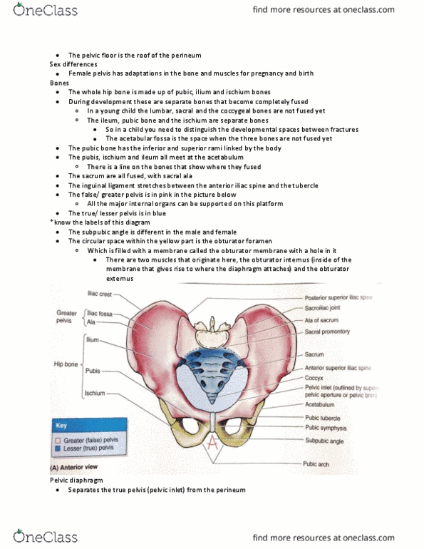 ANAT 214 Lecture Notes - Lecture 19: Ischial Tuberosity, Prostate, Greater Sciatic Foramen thumbnail
