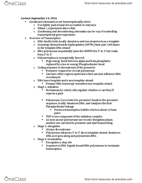 BIOL 200 Lecture Notes - Lecture 4: Transcription Bubble, Phosphodiester Bond, Ribonucleoside thumbnail