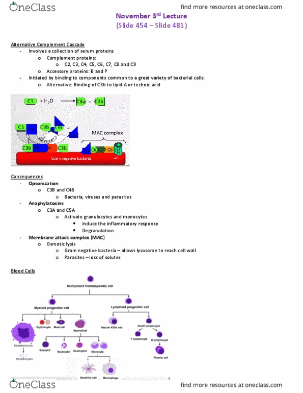 BIO 3124 Lecture Notes - Lecture 4: Monomer, Idiotype, Vasodilation thumbnail