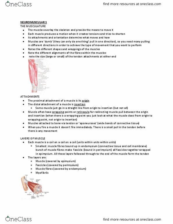Kinesiology 2241A/B Lecture Notes - Lecture 5: Vastus Lateralis Muscle, Brachioradialis, Rectus Femoris Muscle thumbnail