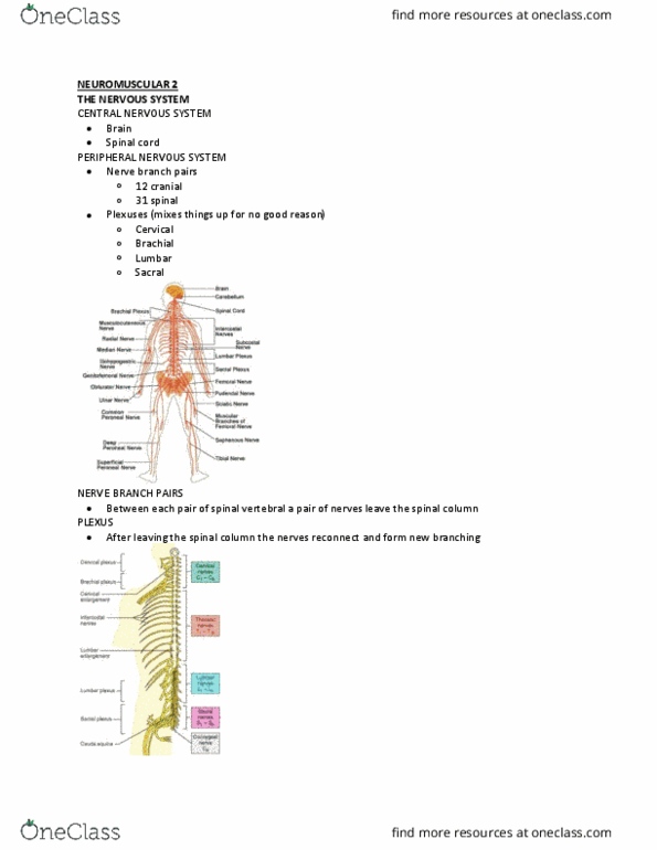 Kinesiology 2241A/B Lecture Notes - Lecture 6: Neuromuscular Junction, Golgi Tendon Organ, Elastic Energy thumbnail