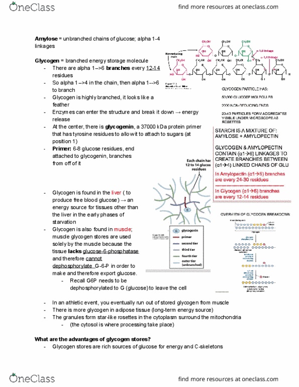 BCHM 316 Lecture Notes - Lecture 5: Glycogen Phosphorylase, Phosphoglucomutase, Glycolysis thumbnail