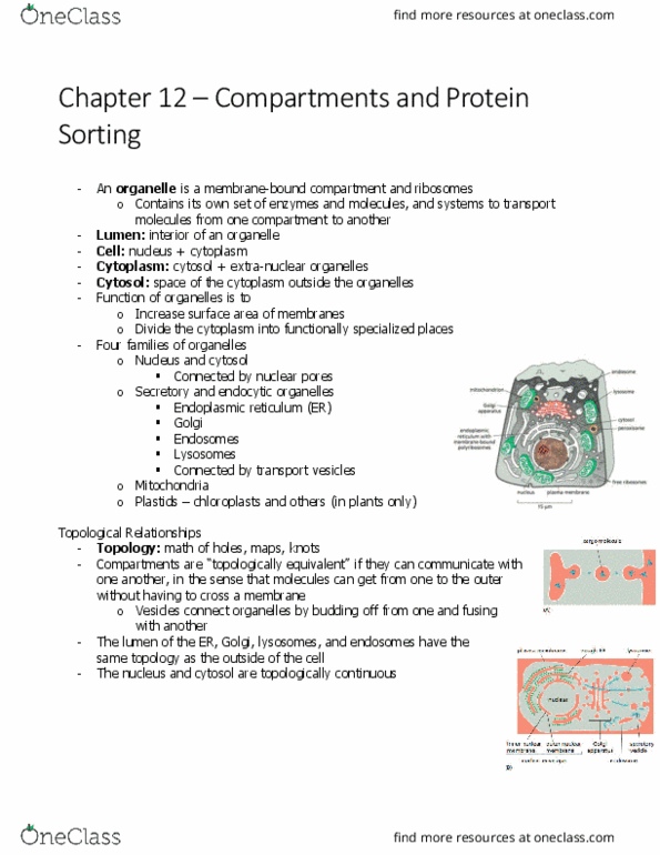 BIOL 2021 Chapter Notes - Chapter 12.9: Protein Targeting, Endoplasmic Reticulum, Nuclear Pore thumbnail