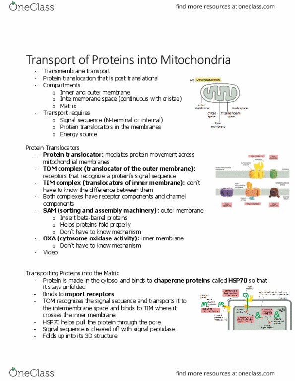 BIOL 2021 Chapter 12.5: transport of proteins into mitocondria thumbnail