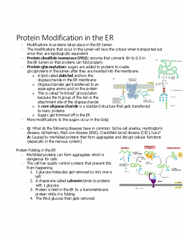 BIOL 2021 Chapter 12.2: protein modification in ER thumbnail