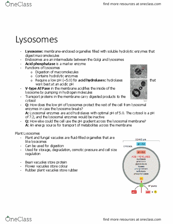 BIOL 2021 Chapter Notes - Chapter 13.4: Phagocytosis, Autophagosome, Pinocytosis thumbnail