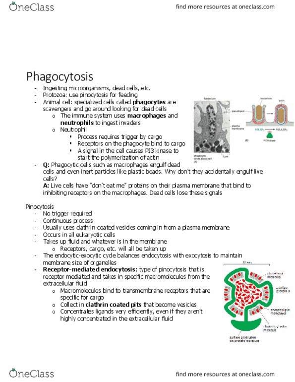 BIOL 2021 Chapter Notes - Chapter 13.2: Hydrolysis, Lysosome, Atherosclerosis thumbnail