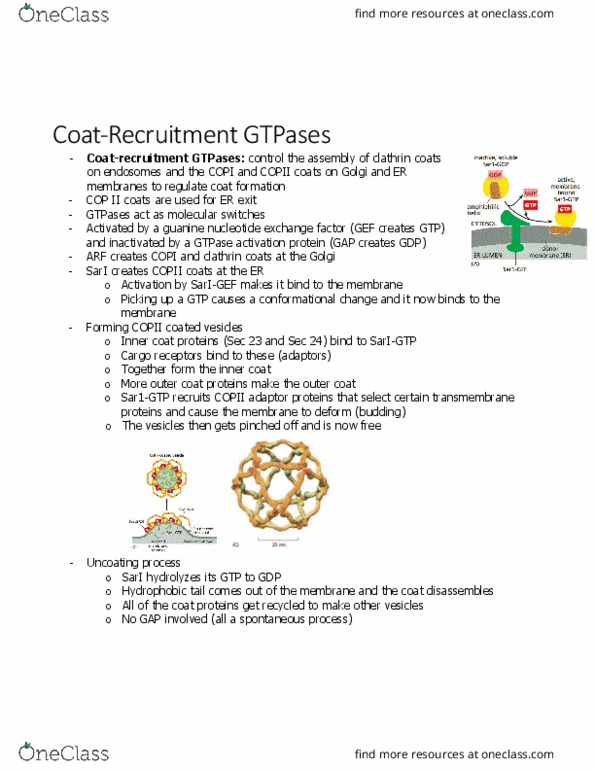BIOL 2021 Chapter Notes - Chapter 13.7: Copii, Gtpase, Clathrin thumbnail