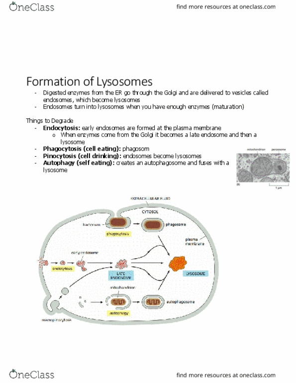 BIOL 2021 Chapter Notes - Chapter 13.3: Endosome, Autophagosome, Hydrolase thumbnail