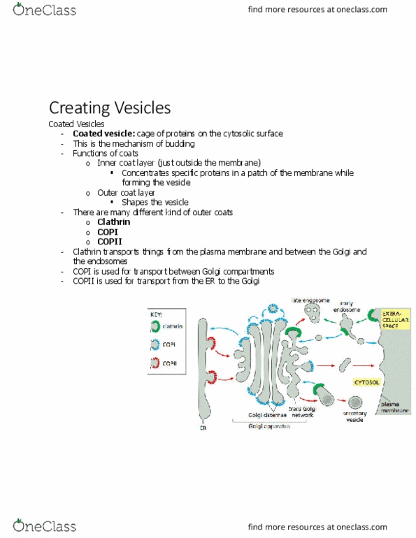BIOL 2021 Chapter Notes - Chapter 13.9: Copii, Clathrin, Triskelion thumbnail