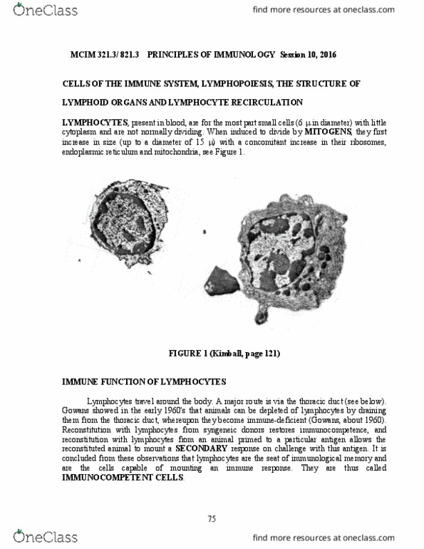 MCIM 321 Lecture Notes - Lecture 10: Immunoglobulin A, Mast Cell, Neutrophil thumbnail