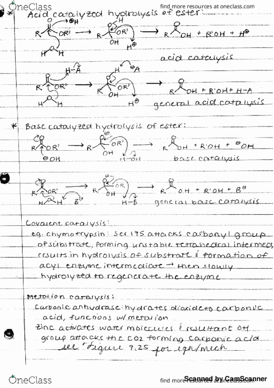 BIOCHM 383 Lecture 21: Acid-Catalyzed Hydrolysis of Ester, Base-Catalyzed Hydrolysis of Ester, Covalent Catalysis, Metal Ion Catalysis, Proximity Effect, Chymotrypsin thumbnail