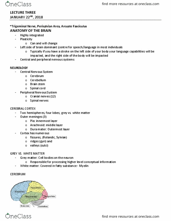 LING 2604 Lecture Notes - Lecture 3: Mental Representation, Peter Van Riper, Phoneme thumbnail