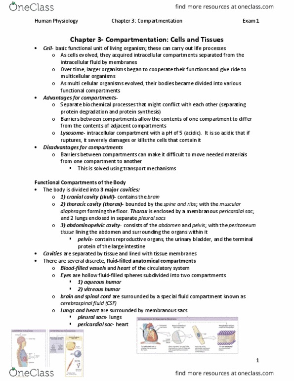 BISC 3166 Chapter Notes - Chapter 3: Lysosomal Storage Disease, Simple Squamous Epithelium, Collagen thumbnail