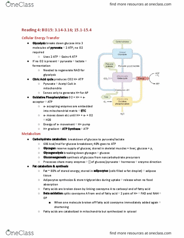 CAS BI 315 Chapter Notes - Chapter 3.14-3.16; 15.1-15.4: Microvillus, Active Transport, Carboxypeptidase thumbnail