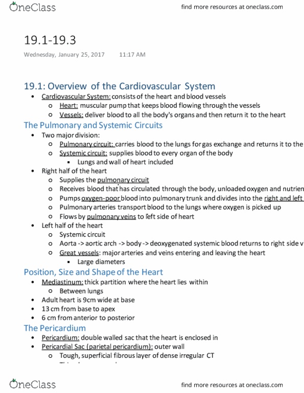 KINS 1224 Chapter Notes - Chapter 19.1-19.3: Interventricular Septum, Trabecula, Posterior Interventricular Sulcus thumbnail