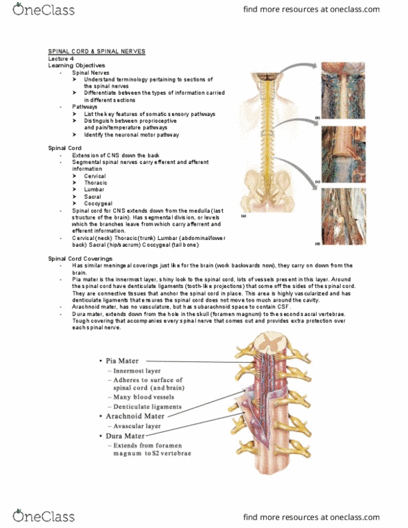 Kinesiology 3222A/B Lecture Notes - Lecture 4: Epineurium, Perineurium, Gracilis Muscle thumbnail