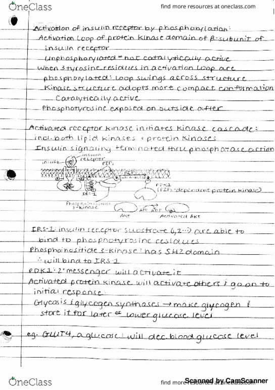 BIOCHM 383 Lecture Notes - Lecture 43: Irin thumbnail