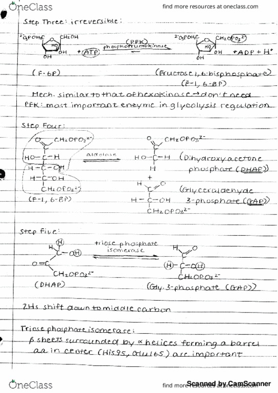 BIOCHM 383 Lecture 51: Steps 3-6 of Glycolysis, Triose Phosphate Isomerase & Its Catalytic Mechanism, GAP Dehydrogenase thumbnail