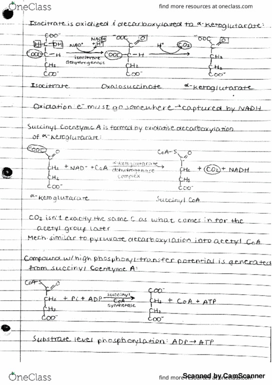BIOCHM 383 Lecture 62: Steps of the Citric Acid Cycle, Succinyl CoA Synthetase Structure, Regeneration of Oxaloacetate by Succinate Oxidation, Succinate Dehydrogenase thumbnail