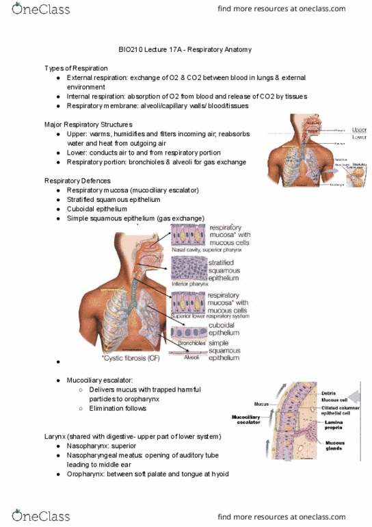 BIO210Y5 Lecture Notes - Lecture 23: Pleural Cavity, Cricoid Cartilage, Epiglottis thumbnail
