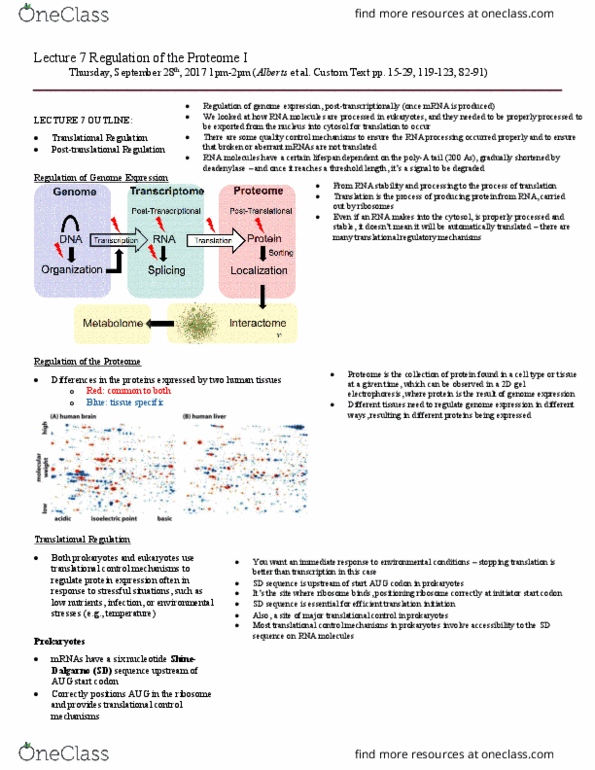 BIO230H1 Lecture Notes - Lecture 7: Aconitase, Protein Aggregation, Antisense Rna thumbnail