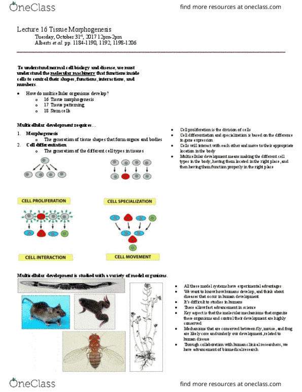 BIO230H1 Lecture Notes - Lecture 16: Netrin, Organogenesis, Endoderm thumbnail