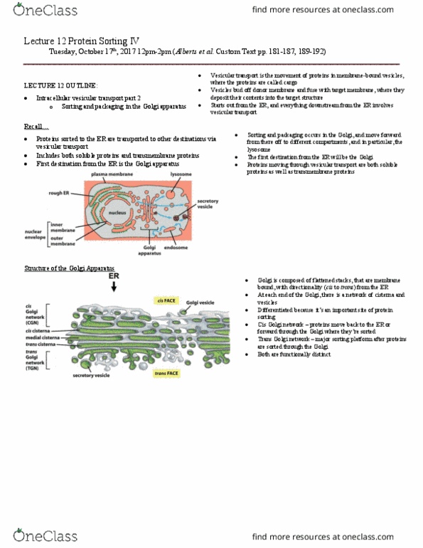 BIO230H1 Lecture Notes - Lecture 12: Digestion, Copi, Cisterna thumbnail