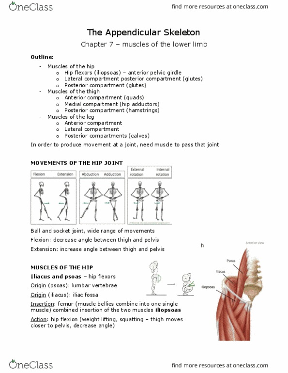 ANAT 101 Lecture Notes - Lecture 11: Psoas Major Muscle, Iliopsoas, Pectineus Muscle thumbnail