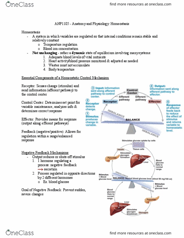 ANP 1105 Lecture Notes - Lecture 7: Blood Sugar, Homeostasis, Autonomic Nervous System thumbnail
