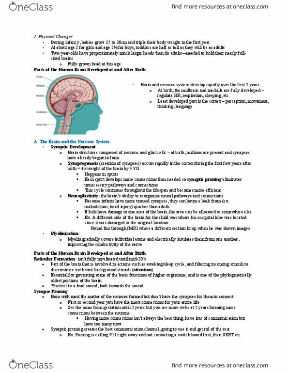 Kinesiology 3347A/B Lecture Notes - Lecture 4: Synaptic Pruning, Primitive Reflexes, Palmar Grasp Reflex thumbnail