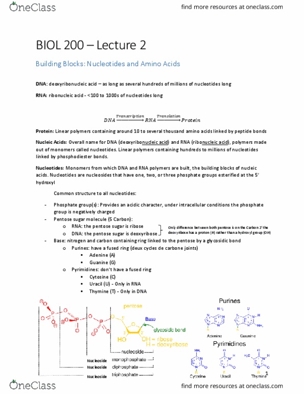 BIOL 200 Lecture Notes - Lecture 2: Glycosidic Bond, Pentose, Nucleoside thumbnail