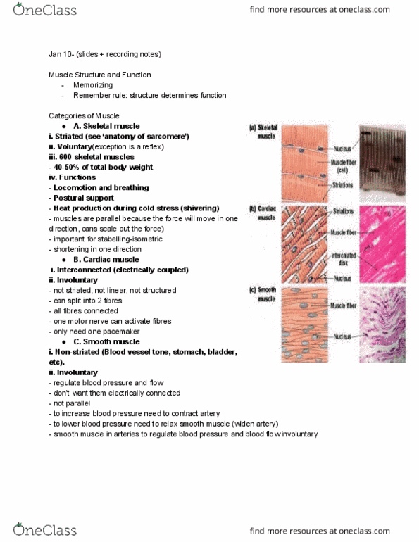 KINE 1020 Lecture Notes - Lecture 42: Skeletal Muscle, Smooth Muscle Tissue, Cardiac Muscle thumbnail