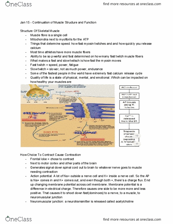 KINE 1020 Lecture Notes - Lecture 43: Myocyte, Neuromuscular Junction, Frontal Lobe thumbnail