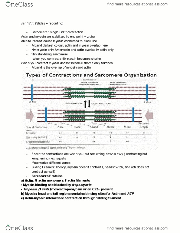 KINE 1020 Lecture Notes - Lecture 44: Endoplasmic Reticulum, Myosin Head, Sarcomere thumbnail