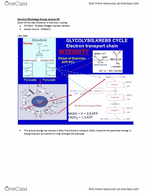 Kinesiology 2230A/B Lecture Notes - Lecture 6: Bradley Wiggins, Acetyl-Coa, Citric Acid Cycle thumbnail