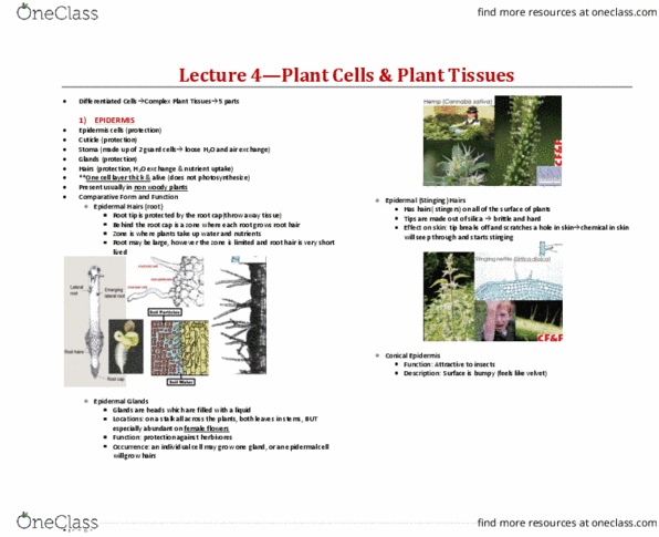 BIOA02H3 Lecture 4: Lecture 4 - Plant cells and Plant tissues; follows inclass lecture thumbnail