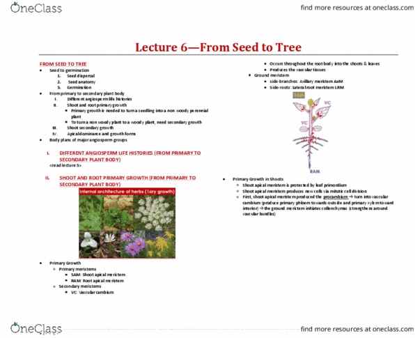 BIOA02H3 Lecture Notes - Lecture 6: Vascular Cambium, Woody Plant, Apical Dominance thumbnail