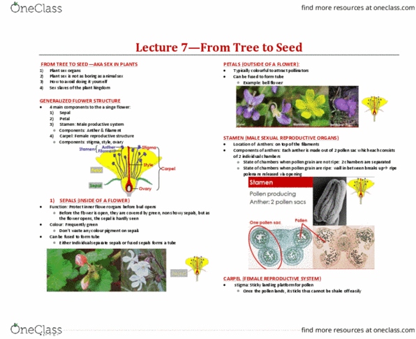 BIOA02H3 Lecture Notes - Lecture 7: Primordium, Sepal, Gynoecium thumbnail