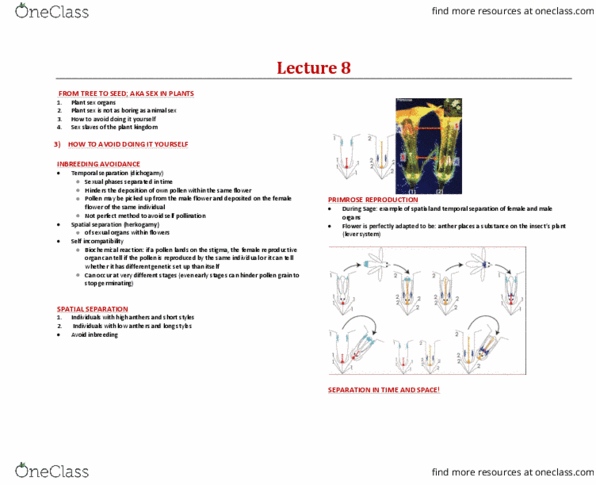 BIOA02H3 Lecture Notes - Lecture 8: Sequential Hermaphroditism, Stamen, Outcrossing thumbnail