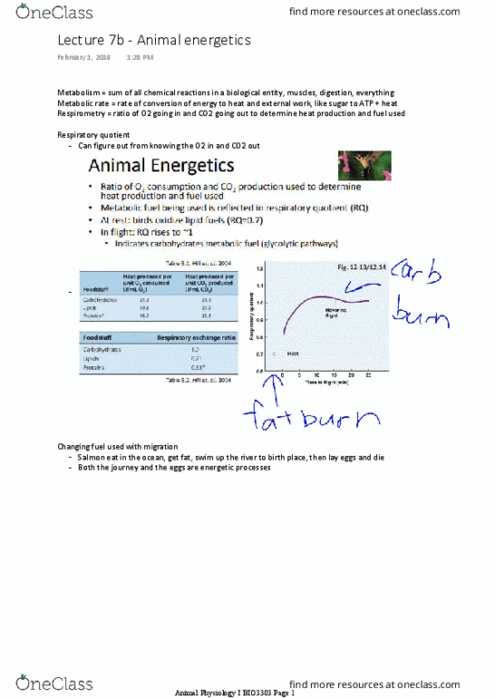 BIO 3303 Lecture Notes - Lecture 7: Basal Metabolic Rate, Respiratory Quotient, Respirometry thumbnail