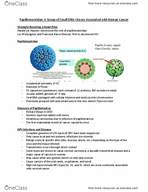 MICR 3330 Lecture Notes - Lecture 5: Harald Zur Hausen, Papillomaviridae, Sexually Transmitted Infection thumbnail