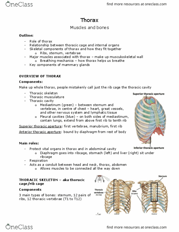 ANAT 101 Lecture Notes - Lecture 12: Thoracic Inlet, Thoracic Vertebrae, Suprasternal Notch thumbnail