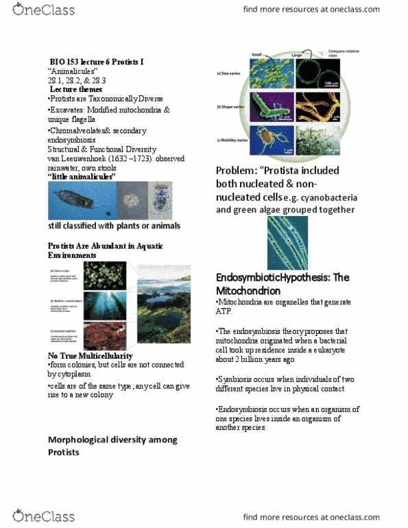 BIO153H5 Lecture Notes - Lecture 6: Symbiogenesis, Proteobacteria, Protist thumbnail
