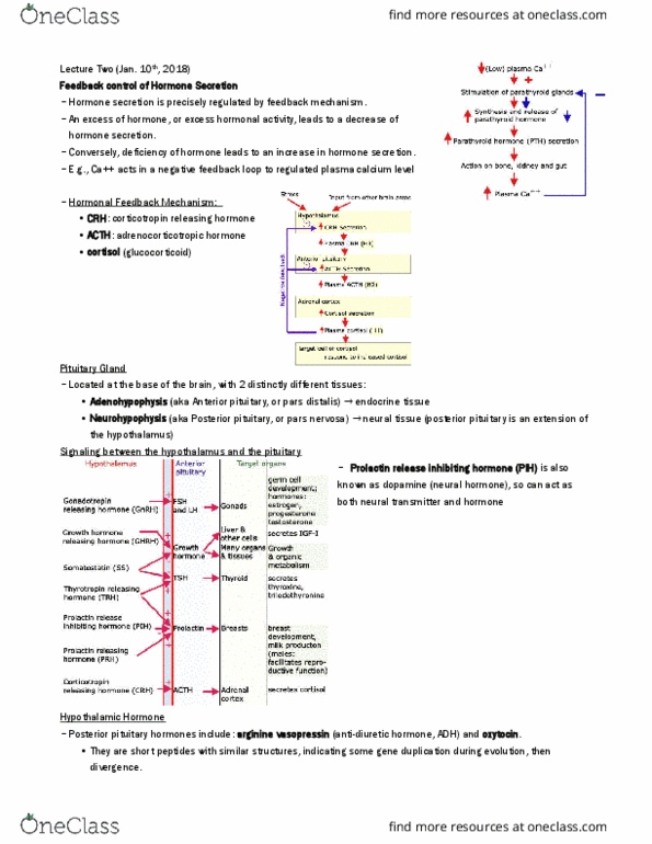 PHGY 210 Lecture Notes - Lecture 3: Corticotropin-Releasing Hormone, Pituitary Stalk, Posterior Pituitary thumbnail